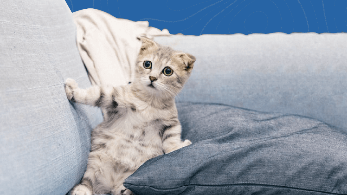 ¿Cómo y Cuánto Gastamos en Nuestras Mascotas en México?